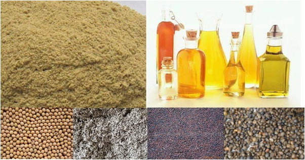 Rice Bran Oil for Sale From Manufacturer Rice Bran Oil Extpeller Machine