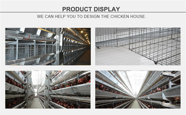 Tianrui H Type 4 Tiers Chicken Battery Cage for 240 Chickens
