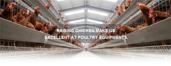 Tianrui H Type 4 Tiers Chicken Battery Cage for 240 Chickens