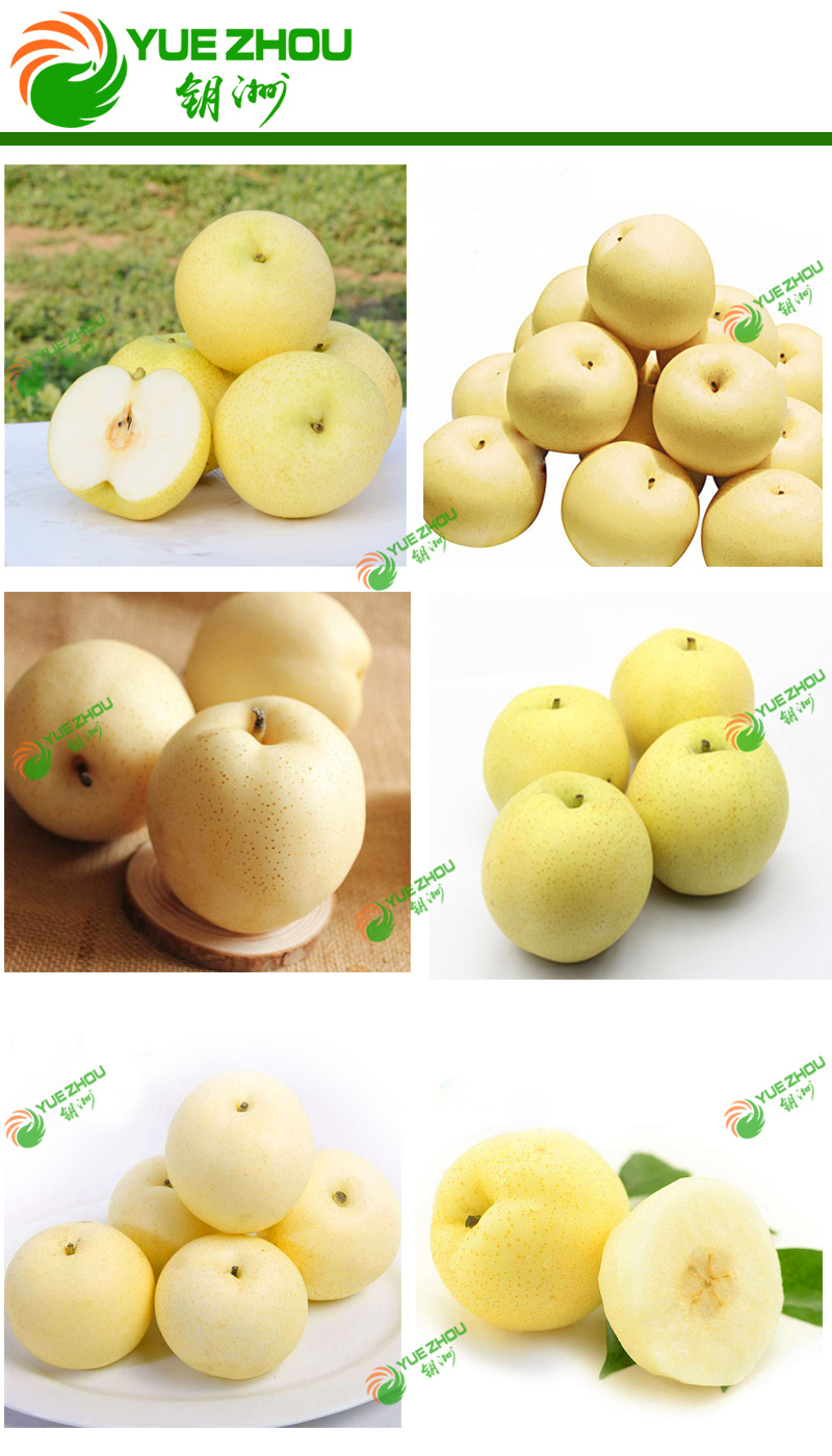 Fresh Golden Pear Class 1 Sweet Golden Pear Organic Pear with Price