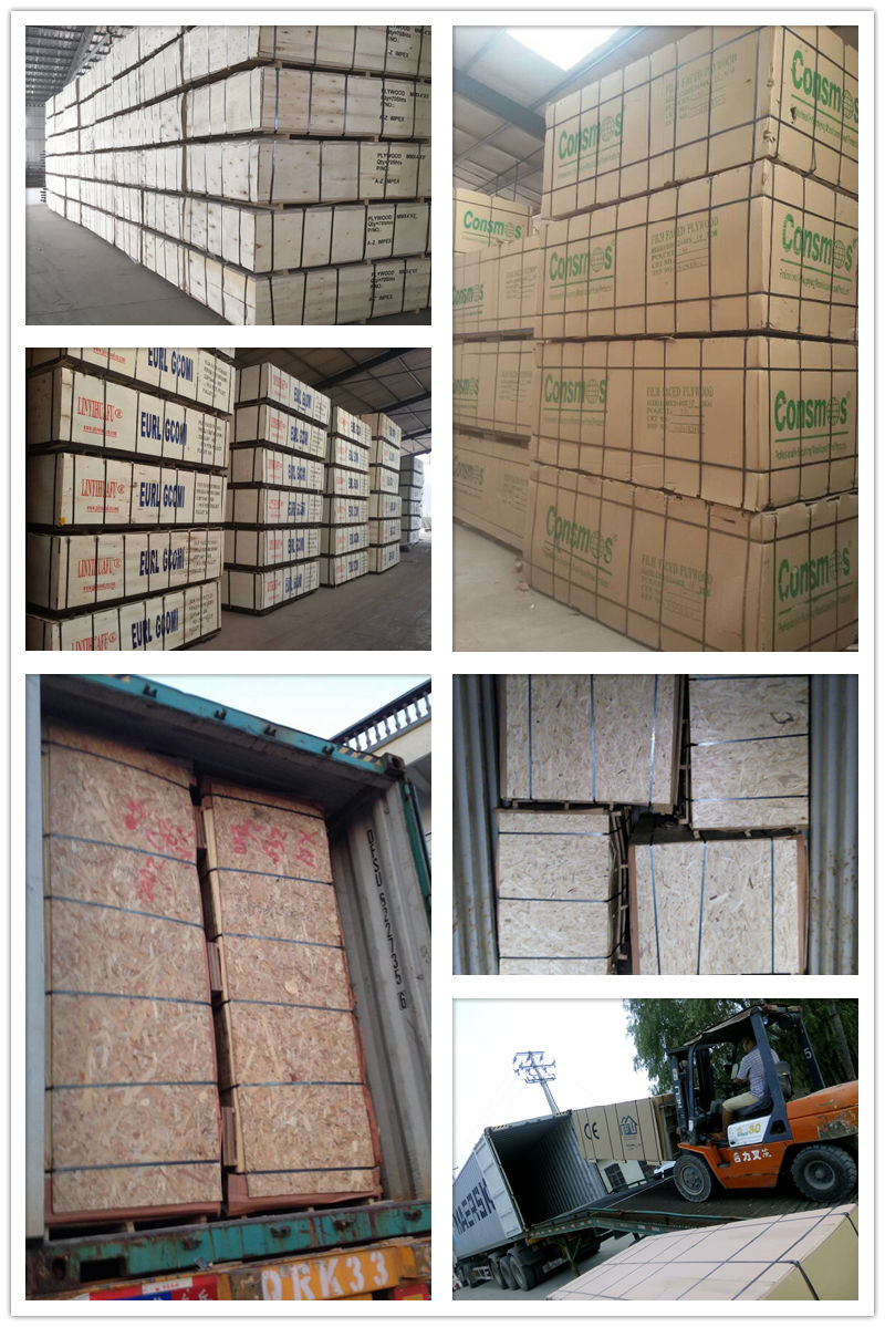 Green Polypropylene Film PP Film Faced for Plywood