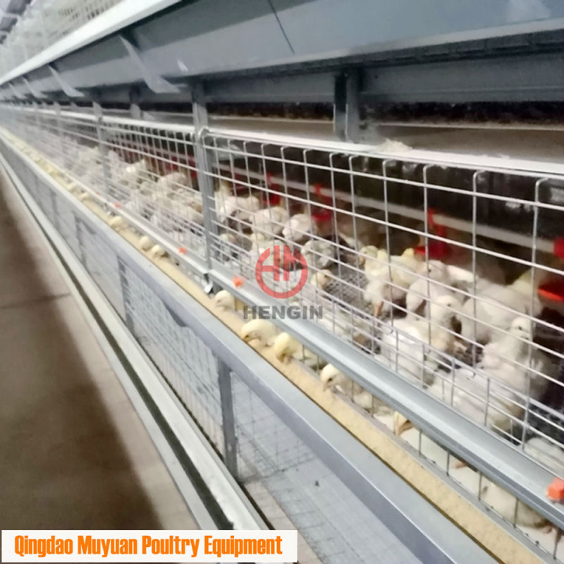 Automatic Chicken Breeding Broiler Poultry Equipment Fro Chicken Rearing