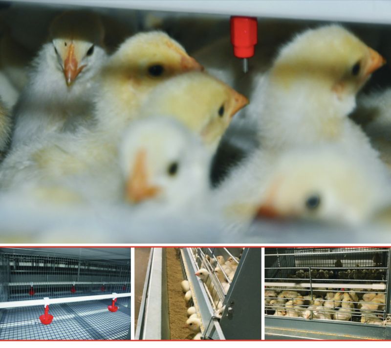 Pullet Cage Chick Cage Poultry Equipment Farm Equipment