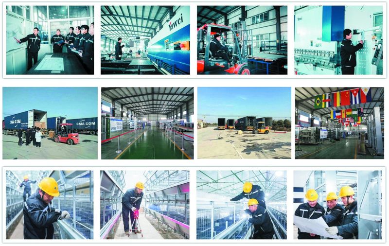 Pullet Cage Chick Cage Poultry Equipment Farm Equipment