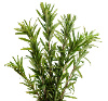 Rosemary Leaf Rosmarinus Officinalis Leaf Extract Powder