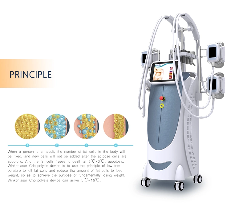 Vertical Criolipolisis Weight Loss 640nm Lipo Laser Cryolipolysis Fat Freeze Slimming Machine