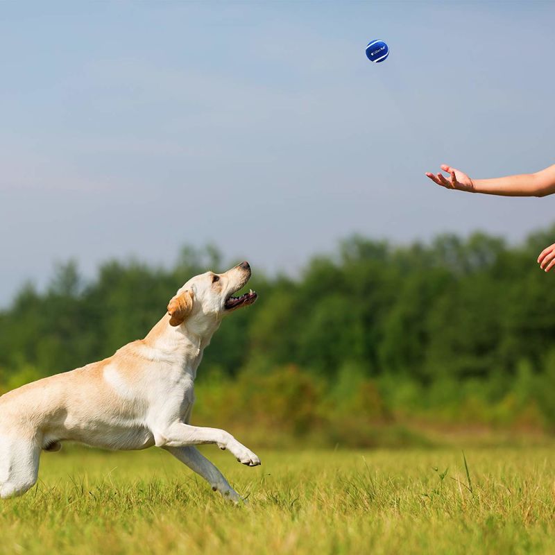 OEM Professional Interactive Pet Dog Rubber Tennis Ball Dog Toy