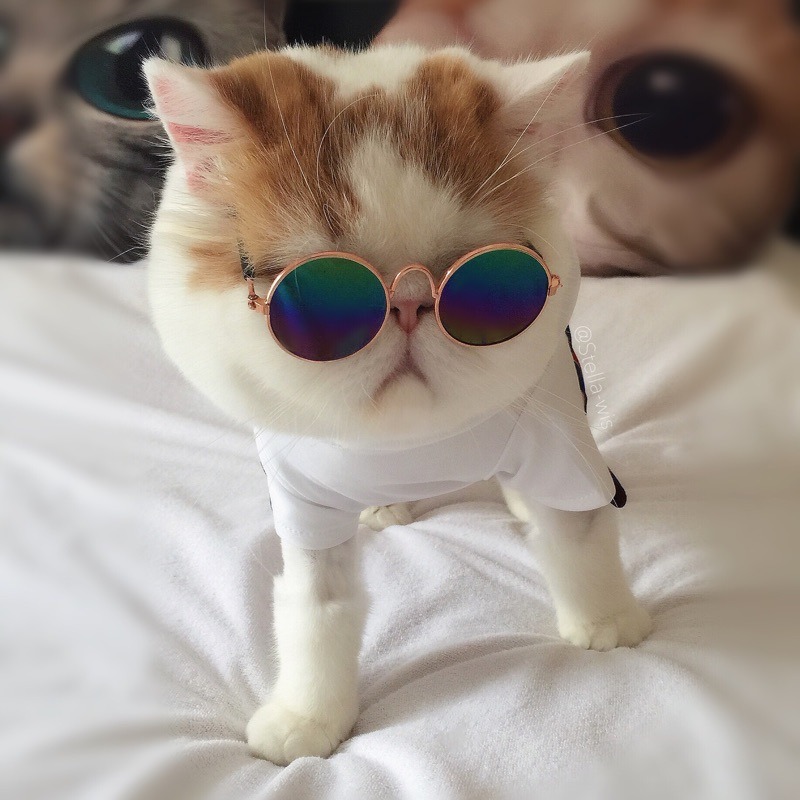 Lovely Pet Cat Glasses Dog Glasses Pet Products for Little Dog Cat Eye-Wear Dog Sunglasses