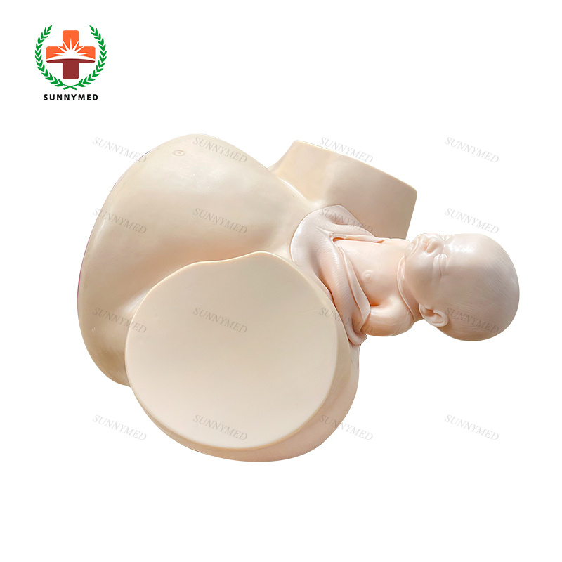 Sy-N064 Medical Childbirth Gynecology Delivery Model for Teaching/Training