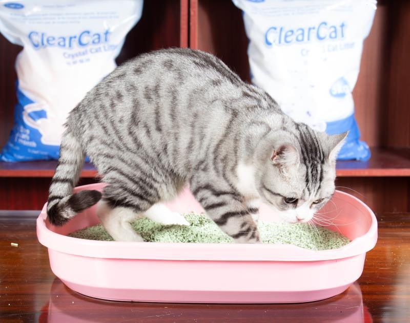 100% Natural Cleaning Pet Supplies Raw Mineral Bentonite Cat Litter