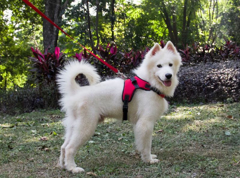 Hot Popular Pet Accessories Vest Adjustable Dog Harness Pet Products