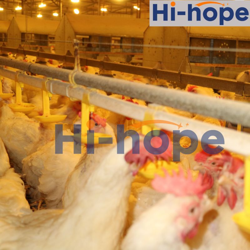 Automatic Chicken Feeders and Drinkers System for Poultry Farm