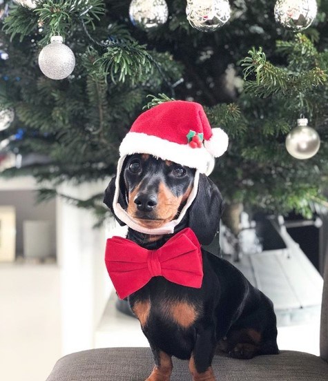 OEM Dog Collar Bowtie Cat Collar Pet Accessories for Christmas