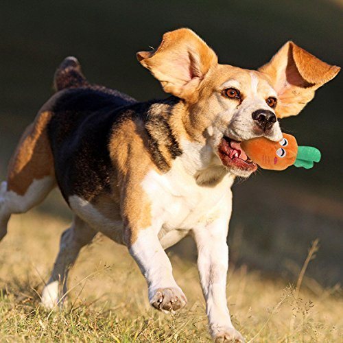 Squeaky Dog Toys for Small Dogs with The Latest Design