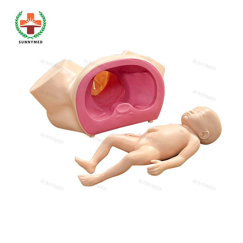 Sy-N064 Medical Childbirth Gynecology Delivery Model for Teaching/Training