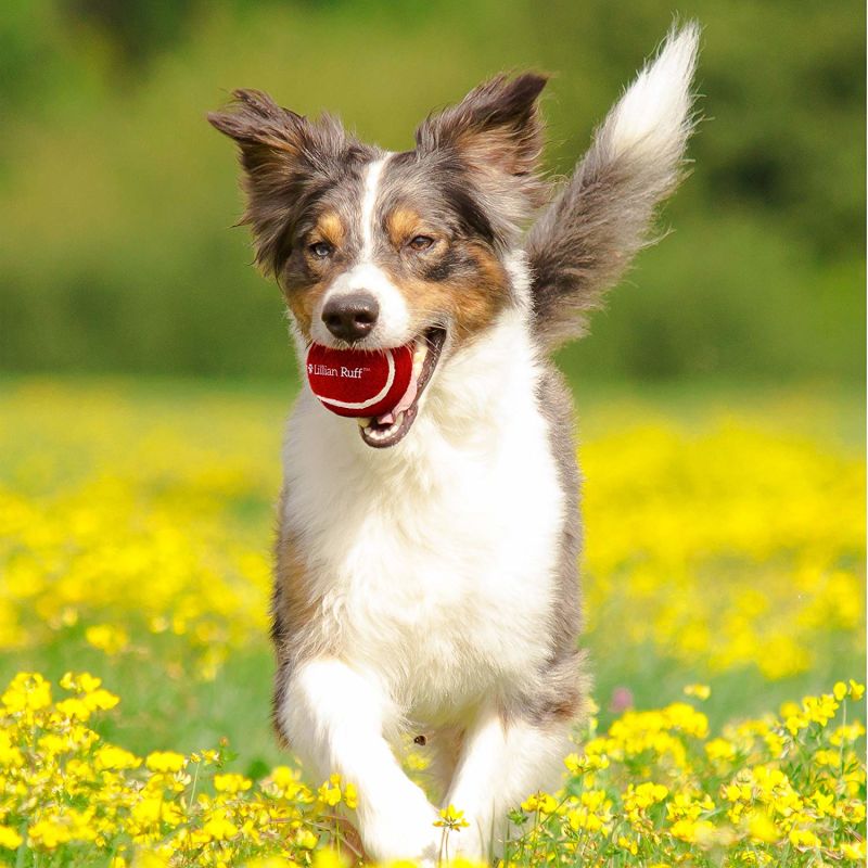 OEM Professional Interactive Pet Dog Rubber Tennis Ball Dog Toy