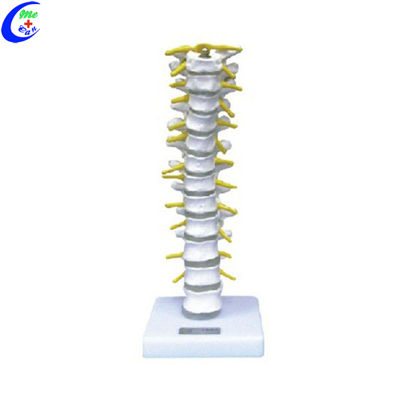 Human Spine Vertebral Column with Pelvis Model