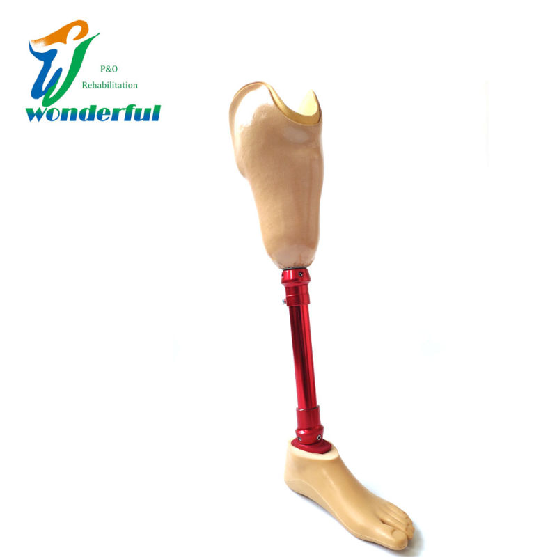 Artificial Knee Colorful Bk Kit Prosthetic Knee Implant