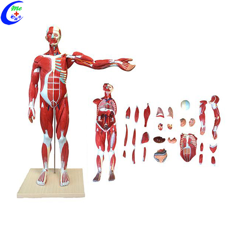 Human Whole Body Muscle Anatomy Education Model