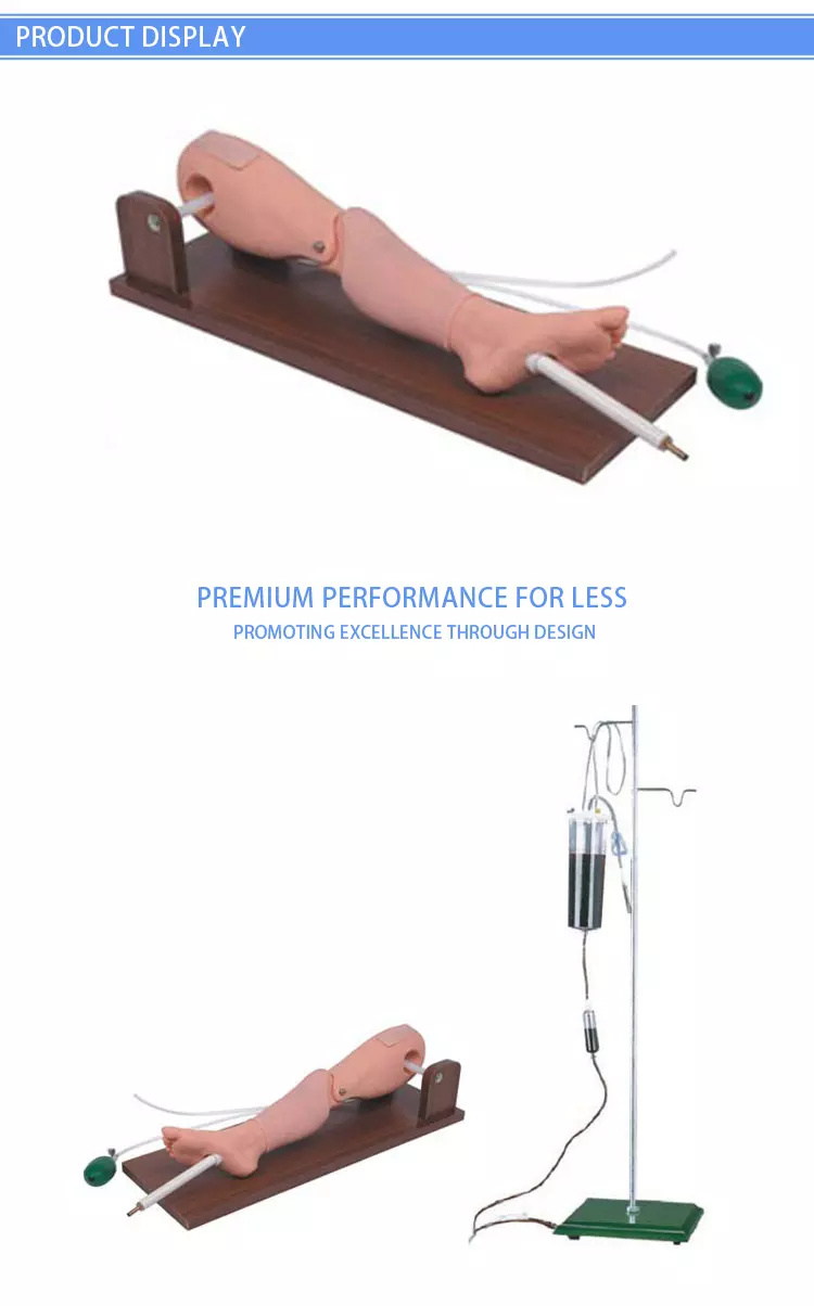 Educational Training Model Bone Marrow Puncture and Femoral Venipuncture Model