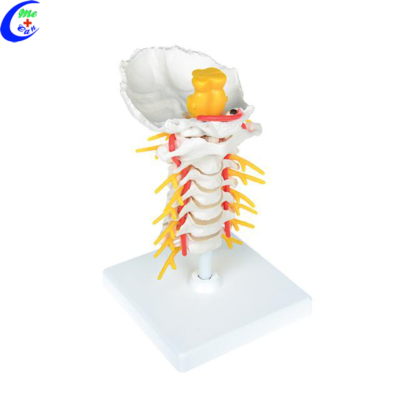 Human Anatomy Spine 3D Model