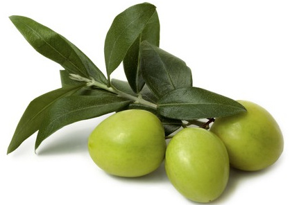 Olive Leaf P. E. Hydroxytyrosol 20% Supplier in China
