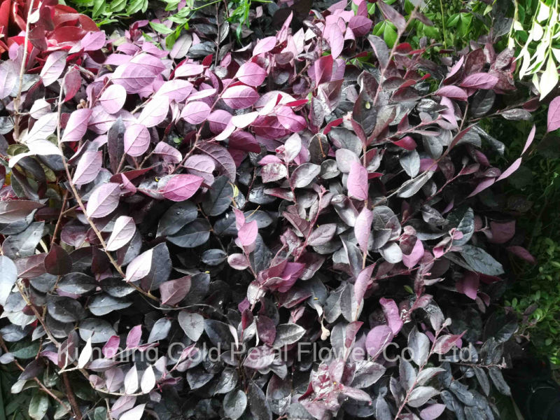 Decorative Fresh Cut Plant Leaves Purple Wood Leaf for Garden