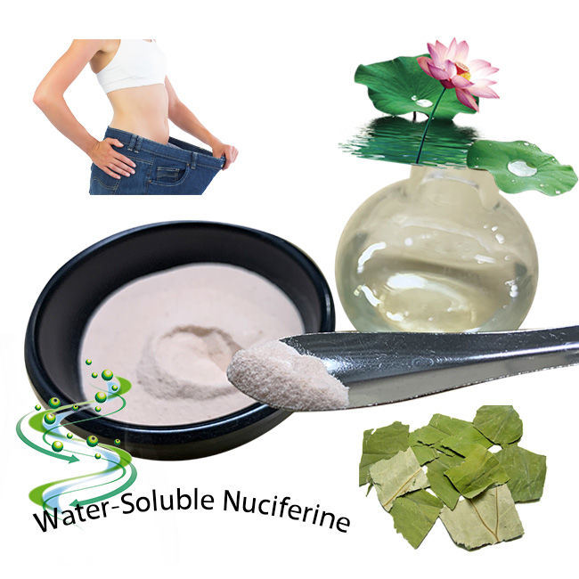 Water Soluble Lotus Leaf Extract 2% 5% Nuciferine Powder