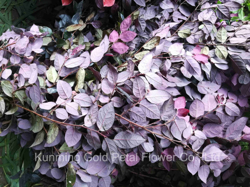 Decorative Fresh Cut Plant Leaves Purple Wood Leaf for Garden