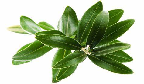 Pure Olive Leaf Extract 20% Oleuropein C25h32o13