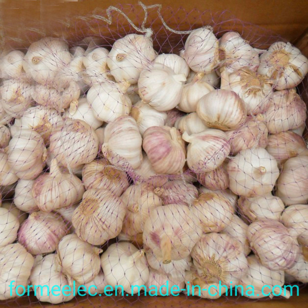 5.0cm Fresh Garlic Chinese Normal White Garlic Pure White Garlic