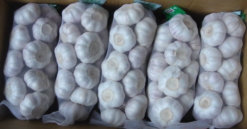 China Fresh White Normal White Purple White Garlic