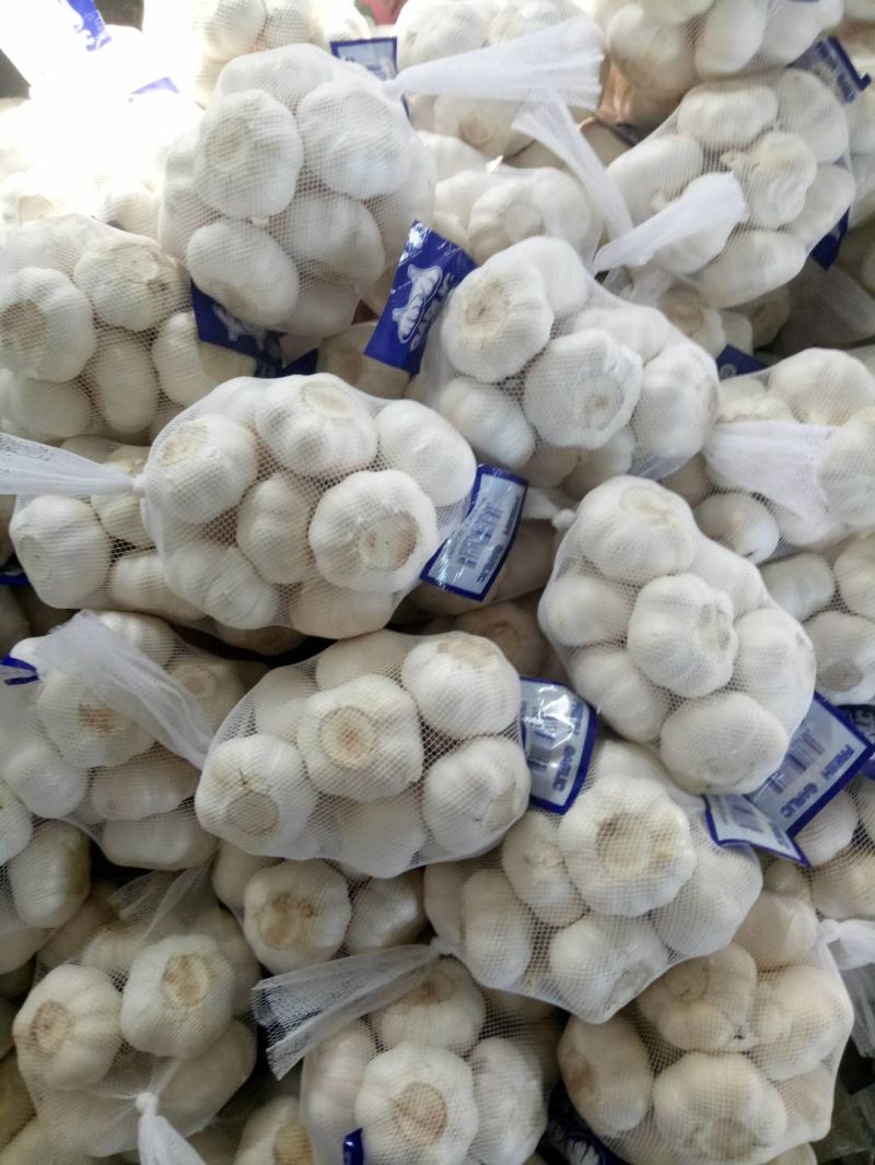 Wholesale Fresh Pure White Garlic/White Garlic to Middle-East Market