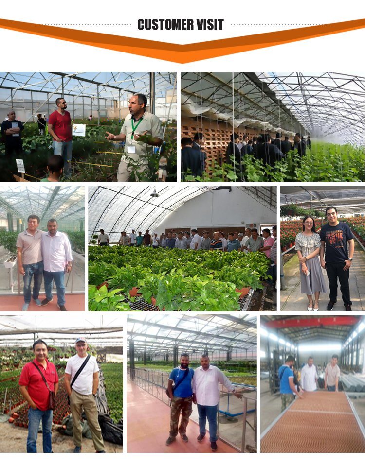 Wholesale Polycarbonate Sheet Growing Greenhouse for Vegetable/Tomato/Garden