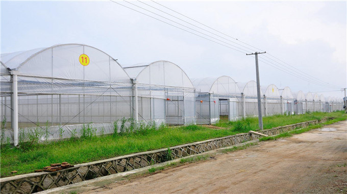 Large Farm Tomato Greenhouse Multi Span Greenhouse