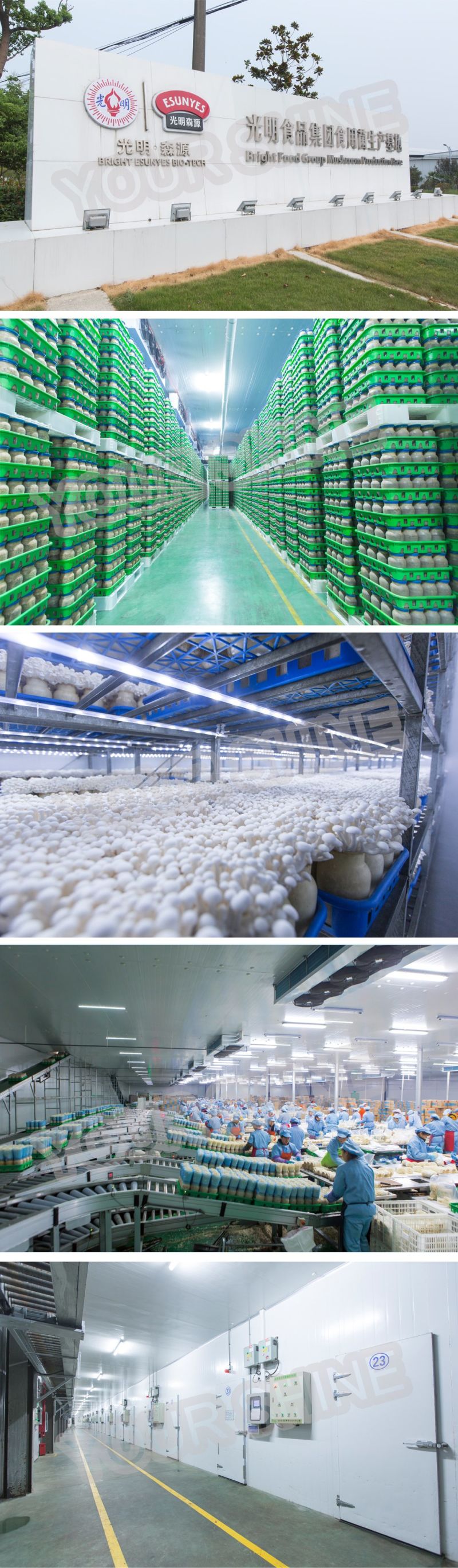 Cold Room Storage, Freezing Rooms Storage, Freezer Room for Restaurant