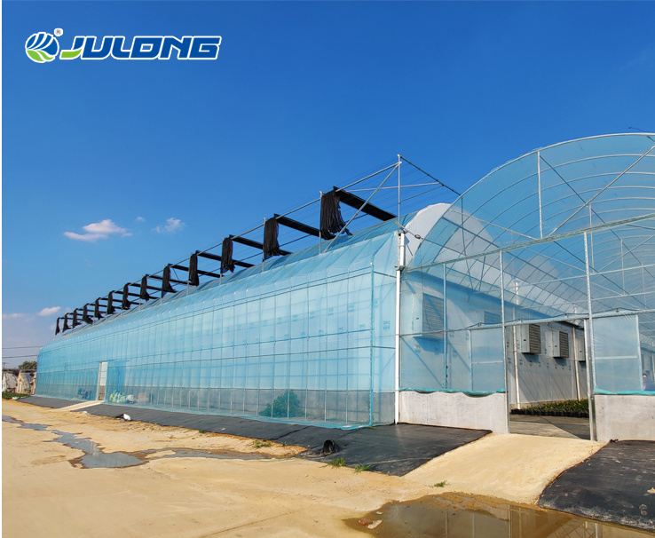 Modern Agriculture Technology Tomatoes Farming Greenhouse for Horticultural Projects