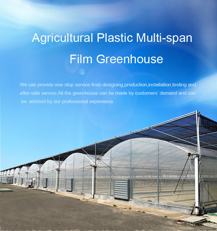 Large Size Multi-Span Arch Plastic Film Greenhouse Tomato Greenhouse