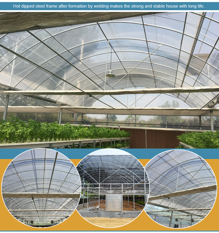 Large Size Multi-Span Arch Plastic Film Greenhouse Tomato Greenhouse