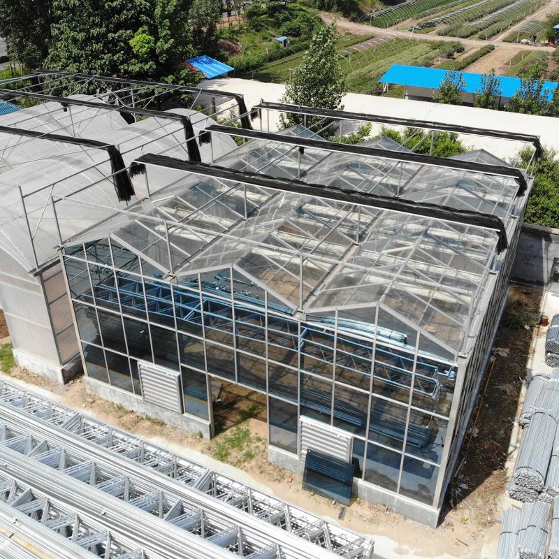 Agricultural Greenhouse Large Size Glass Tomato Greenhouse