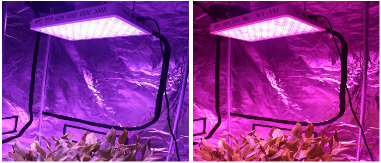 Factory Wholesale 300W Hydroponics LED Grow Lights for Greenhouse Plant