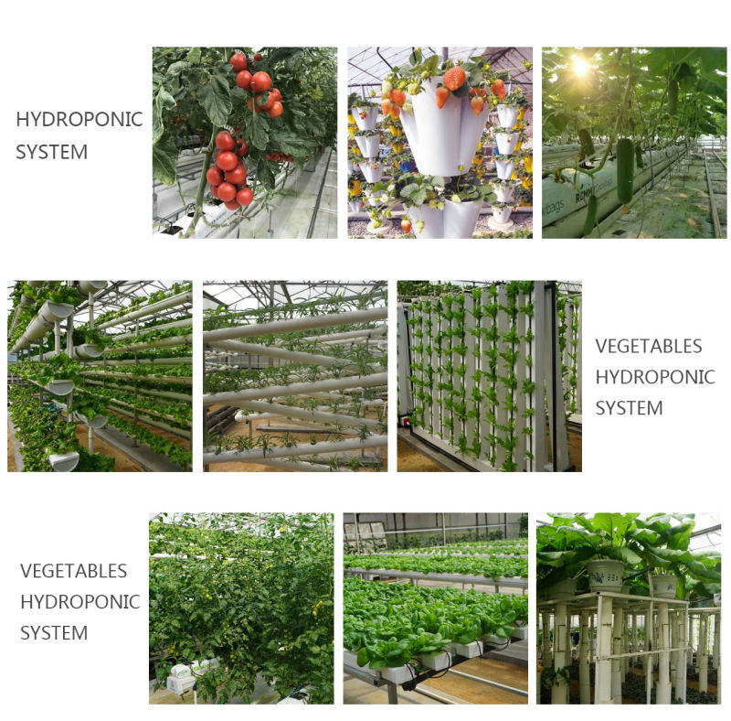 Agricultural Greenhouse Large Size Glass Tomato Greenhouse