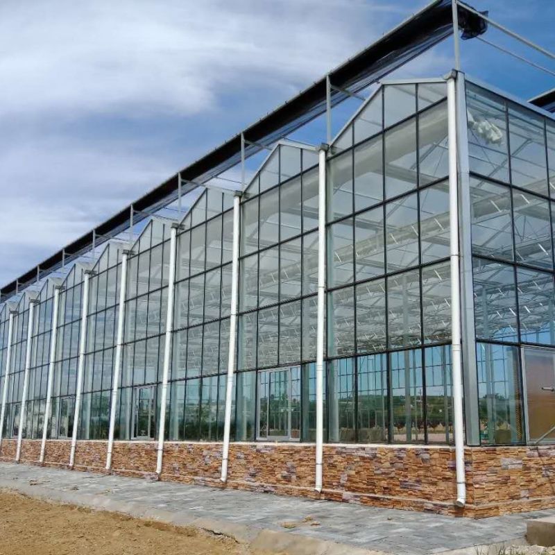 Agricultural Greenhouse Large Size Glass Tomato Greenhouse