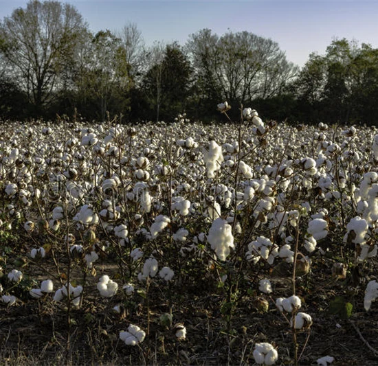 Agricultural Adjuvant Chemical Pgr Thidiazuron Tdz 50%Wp for Cotton Defoliant