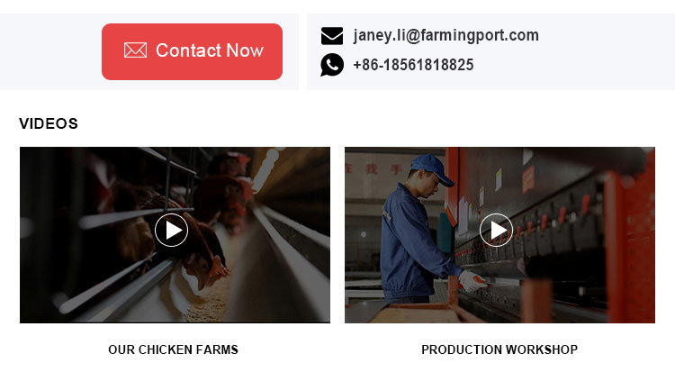 Automatic Poultry Farming Equipment/layer raising chicken cage