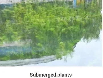 Garbage Salvage Ship Aquatic Grass Weed Plant Harvester