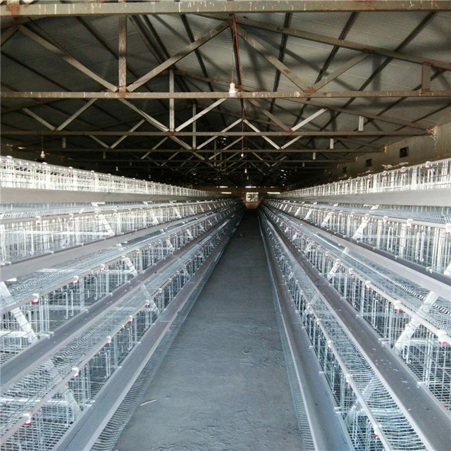 a Type Layer Battery Cage for Layer Poultry Farming
