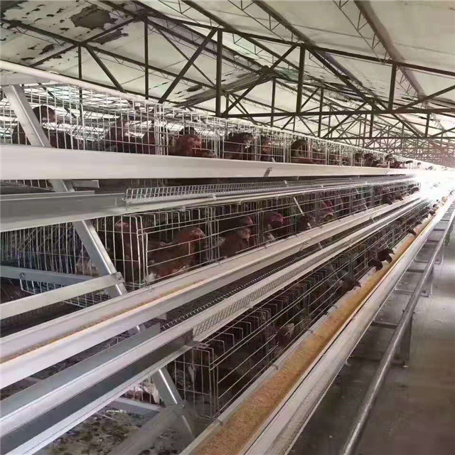 a Type Layer Battery Cage for Layer Poultry Farming