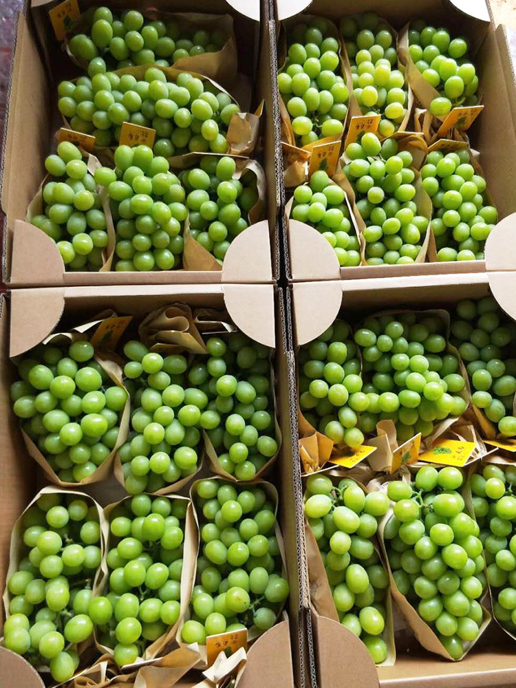 Fresh New Season Red/Green Global Grape