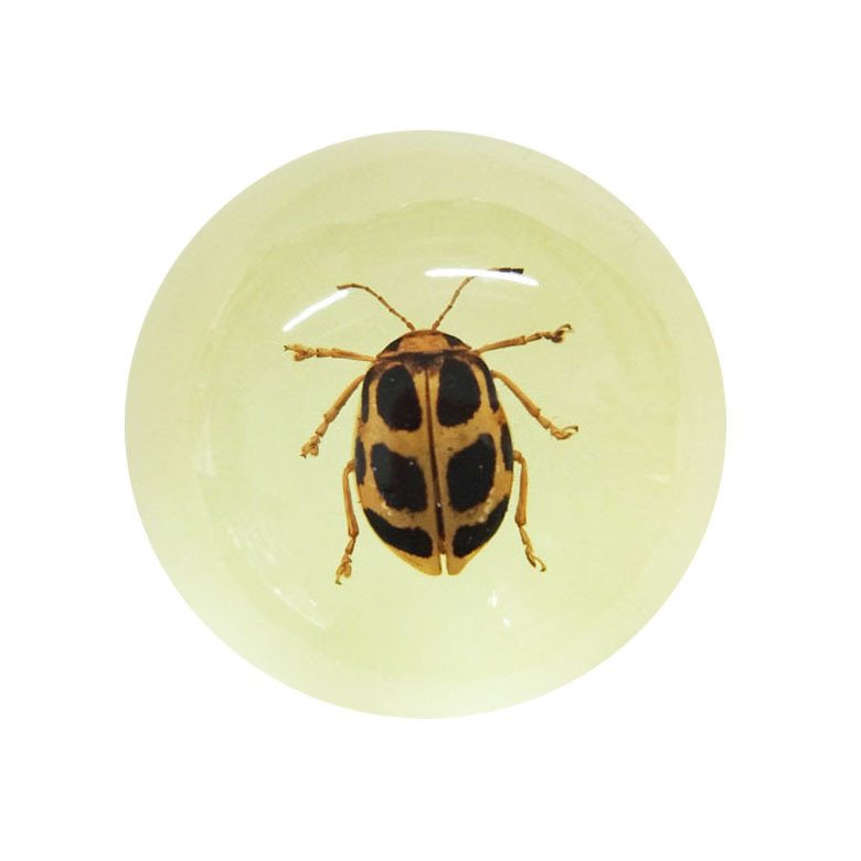 Customized Artificial Insect Inside Transparent Resin Glass Crystal Paper Weight